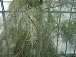 vignette Casuarina collina