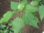 vignette Ficus laterifolia
