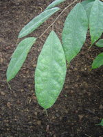 vignette Ficus sinuata cuspidata