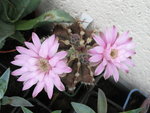 vignette Gymnocalycium friedrichii fleurs 3