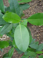 vignette Ficus soatensis