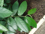 vignette Ficus stephanocarpa