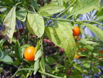 vignette Solanum