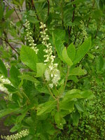 vignette Clethra alnifolia - Clthre