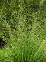 vignette Calamagrostis acutiflora - Calamagrostide