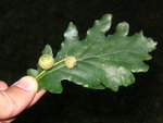 vignette Quercus pedonculata - Chêne pédonculé