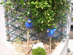 vignette oiseaux bleus