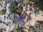 vignette Eryngium maritimum - Chardon Bleu ou Panicaut des dunes