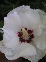 vignette Hibiscus syriacus 'Red Heart'