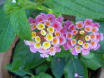 vignette Lantana