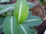 vignette Calathea mediopicta