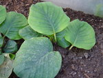 vignette Calathea orbifolia