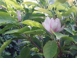 vignette magnolia  en folie le 29 juillet 08