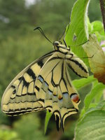 vignette Papilio machaon -  Machaon