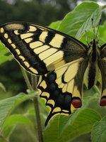 vignette Papilio machaon -  Machaon