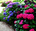 vignette Hydrangeas ( varit de couleurs )