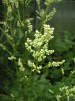 vignette Artemisia lactiflora 'Guizhou'