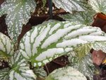 vignette Begonia hatacoa Hamilton var. meisneri Golding