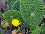 vignette Begonia ficicola