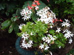 vignette geranium rouge et blanc