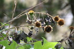 vignette Tithonia diversifolia, graines