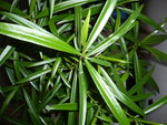 vignette Plant Thvtia - gros plan feuilles