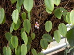 vignette Begonia elaeagnifolia