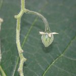 vignette Cyphomandra corymbiflora : dbut de fructification