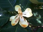 vignette Magnolia delavayi   / Magnoliaceae   / sud Yunnan