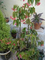 vignette Begonia maculata