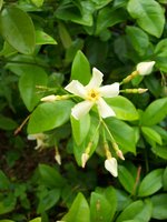 vignette Trachelospermum asiaticum var. mandanianum / Apocynaceae