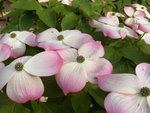 vignette Cornus x rutgersiensis stellar pink