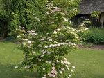 vignette Cornus x rutgersiensis stellar pink