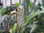 vignette Aechmea comata