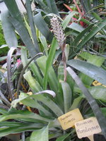 vignette Aechmea comata