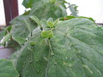 vignette Begonia hispida cucullifera