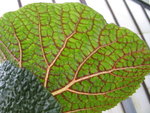 vignette Begonia ghertii