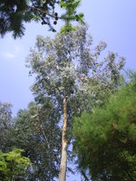 vignette eucalyptus perriniana(environ 10m)