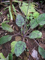 vignette Hieracium maculatum - Eperviaire macule