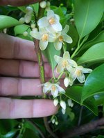 vignette Cleyera japonica / Pentaphylacaceae / Japon
