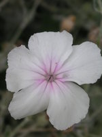 vignette Lychnis coronaria  'Alba' - Coquelourde blanche