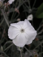 vignette Lychnis coronaria  'Alba' - Coquelourde blanche