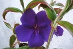 vignette Tibouchina urvilleana