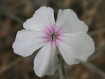 vignette Lychnis coronaria  'Oculata' - Coquelourde