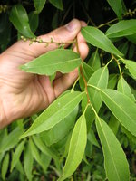 vignette Quercus myrsinifolia - Chne  feuilles de myrsine