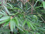vignette Yushania brevipaniculata