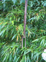 vignette Phyllostachys bambusoides