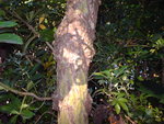 vignette tronc du sambucus nigra erecta