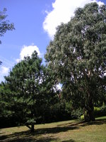 vignette Pinus  griffithii et Eucalyptus
