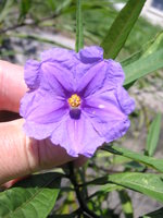 vignette Solanum laciniatum = Solanum aviculare - Solanum